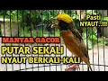 Download Lagu MANYAR GACOR FULL NGEROL ISIAN KENARI AMPUH BUAT MASTERAN MANYAR ANAKAN, MANYAR MUDA DAN OMBYOKAN
