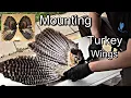 How to Turkey Wings for Display