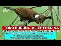 Download Lagu Suara Pikat MP3 Burung Cucak Lilin Gacor dan Masteran Burung Cucak Lilin