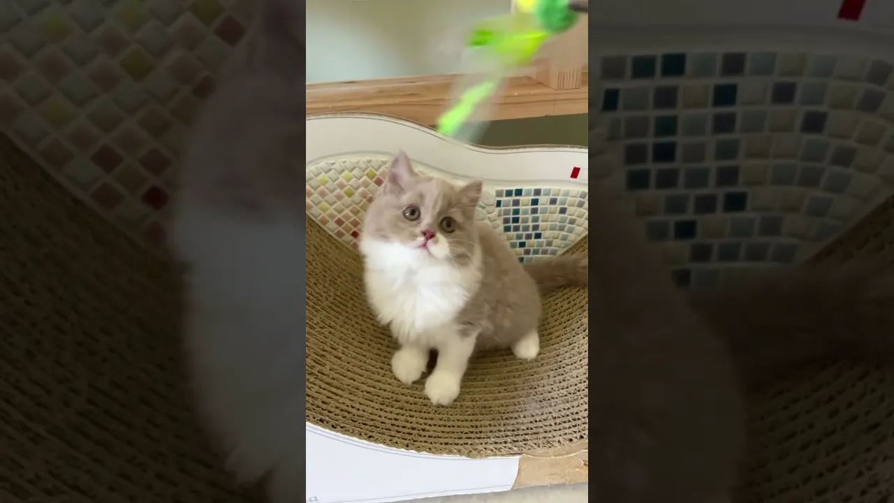 動画