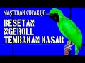 Lagu Ini Baru Masteran Cucak Ijo Mewah‼️Besetan \u0026 Roll Tembak Kasar Paling Dicari