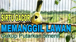 Download SIRTU gacor NGOTOT,  bikin lawan EMOSI MP3