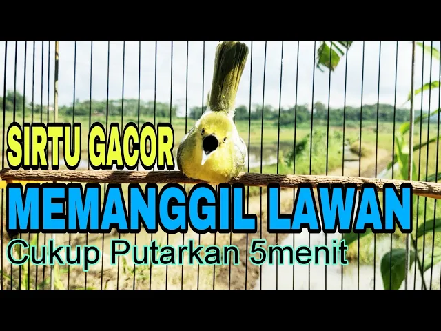 Download MP3 SIRTU gacor NGOTOT,  bikin lawan EMOSI