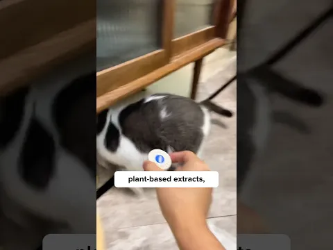 “Not today, paws!” 😹 Keep curious cats out of unwanted spots #CatRepllent