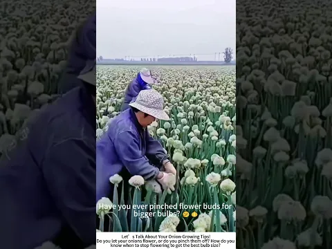 Tending Onion Blooms – Hand‑Picking Flowers for Better Bulbs 🌸🧅