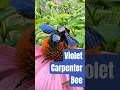 Download Lagu The violet carpenter bee, is one of the largest bees in Europe.