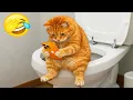 Try Not To Laugh 1 Hour of Best Funny Cats and Dogs s 2026 Part 14