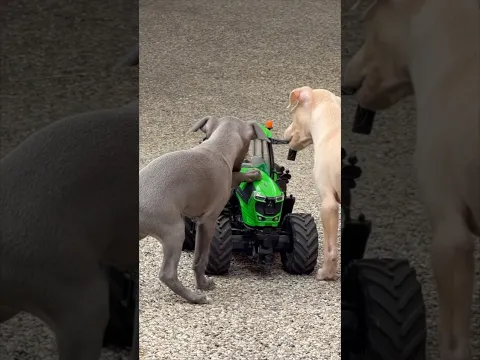 RC model Tractor Deutz Fahr VS. Little Puppy Italian Greyhounds