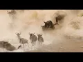 Download Lagu 4K Mara River Great Migration crossing August 2022 Serengeti