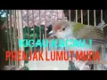 Download Lagu PRENJAK LUMUT anakan belajar ngebren,dijamin prenjak Lumut lain kleper2.