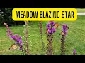 Download Lagu The Ultimate Monarch Magnet (Meadow Blazing Star)