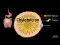 Lipid (Fat) Metabolism Overview, Animation