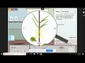 Fast Plants Gizmo