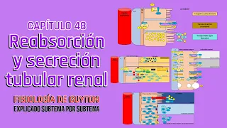 CAP 28: Reabsorción y secreción tubular renal l Fisiología de Guyton