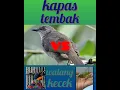 Download Lagu Masteran Tembakan Super kasar kapas tembak vs walang kecek