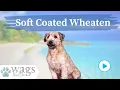 Soft Coated Wheaten Terrier Breed Highlights