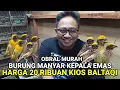 Lagu Update harga burung manyar kepala emas kios baltaqi pasar burung pramuka
