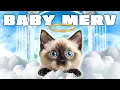 Download Lagu From Kitten to CHAOS Merv the Cat Can't STOP Talking 😻😮😮