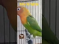 Lagu pancingan lovebird balibu fighter