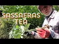 BENEFITS of Sassafras Tea