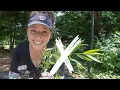Japanese Stiltgrass - How To Eradicate This Invasive Weed