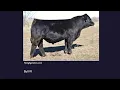 Online Livestock Judging Class 3 Performance Simmental Bulls