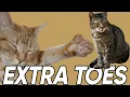 Do You Know These Extra Facts About Polydactyl Cats