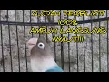 TERBUKTI AMPUH BANGET! SUARA PANCINGAN LOVEBIRD NGEKEK PANJANG 100% LANGSUNG NYAUT!!!