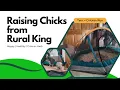 Raising Chicks from Rural King