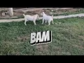 cane corso puppies