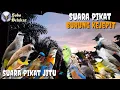 SUARA PIKAT JITU || Suara Pikat Burung Kejepit, Bikin Burung Liar Kepo