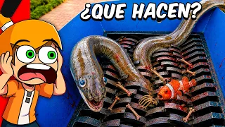ANIMALES y OBJETOS de la VIDA REAL vs TRITURADORA INDUSTRIAL 😱💥