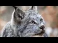 Lynx wants squirrel real bad. Wonowon BC Canada
