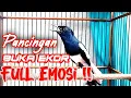 Download Lagu PANCINGAN KACER GACOR FULL ISIAN ON KONSLET BUKA EKOR, SEKALI DENGAR KACER LANGSUNG NYAUT EMOSI