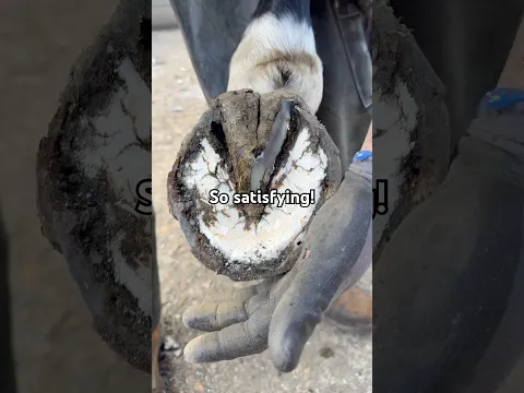 This hoof clean up was TOO satisfying!