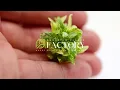 Staurogyne repens Starlight a groundbreaking new species from Aquarium Plants Factory