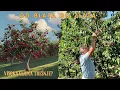 Download Lagu BELGIJSKA TREŠNJA u našem kraju – zašto je CIJENA ove godine REKORDNA?