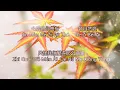 Zui Shu Xi De Mo Sheng Ren 最熟悉的陌生人 - 萧亚轩 （Elva Hsiao） Cover by : 曾一鸣 【动态歌词 Pinyin Lyrics】