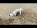 Download Lagu Maltese Playing on the beach in France