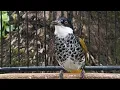 Download Lagu Suara Unik Burung Cucak Bersisik