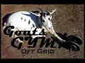 Goats Gym Offgrid Barnyard Fitness