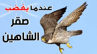 صقر الشاهين عندما يغضب  لايهاب أحد دندنها