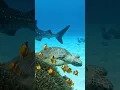 Download Lagu The beautiful world inside the sea #travel #Sea #nature