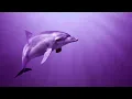 Download Lagu Raise Positive Vibration | 528Hz Positive Energy | Self Healing Frequency | Healing Miracle Music