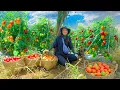 Download Lagu Harvest Tomatoes Goes To Market Sell, Cook Stuffed Tomatoes With Pork, Sprout Seeds For Planting.