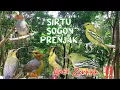 Download Lagu MP3 Suara pikat burung sirtu terancam kombinasi sogon dan prenjak starter