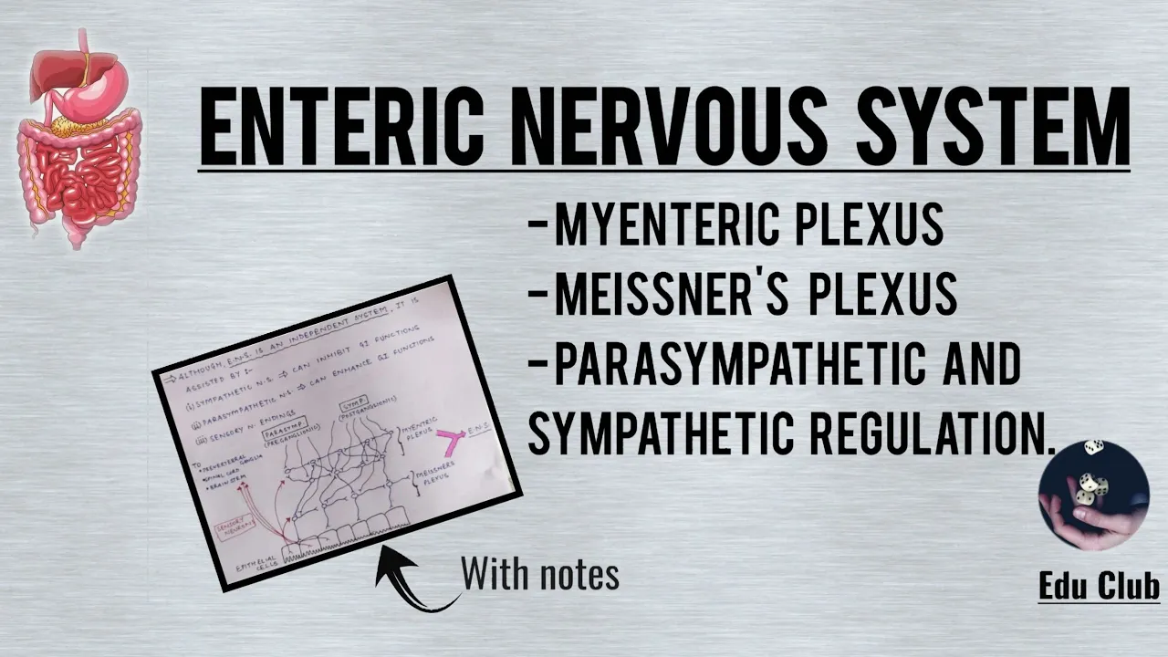 Enteric Nervous System \| Myenteric plexus \| Meissner's plexus