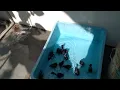 Download Lagu white breasted waterhen chick