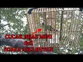 Download Lagu Suara asli cucak hijau mini / cucak Rante di alam liar bisa untuk pancingan dan panggilan