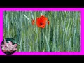 Corn Poppy Calming Guitar Meditation Sleep Music 3 Hours